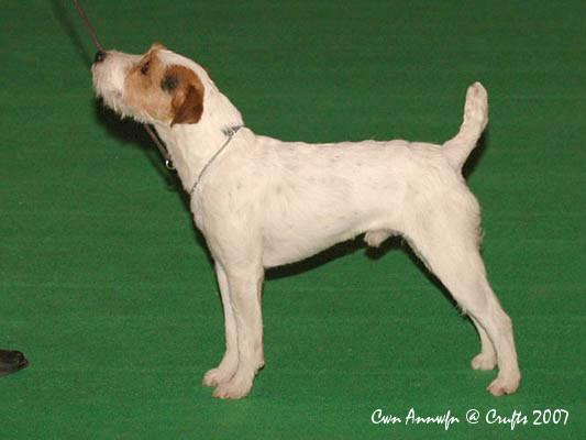 Barsetta parson best sale russell terriers